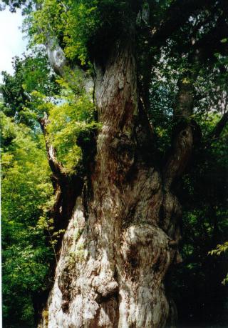 ���v���ʐ^